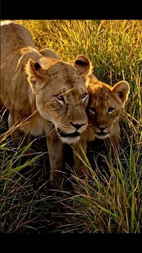 Heartwarming Moments: Mother Lion Heals Her Sick Cub with Love and Care #animallife