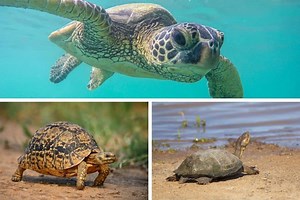 Turtle vs Tortoise (vs Terrapin): What’s the Difference?