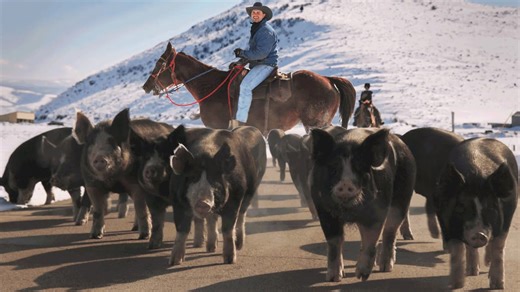 Daniel's little hog round up day