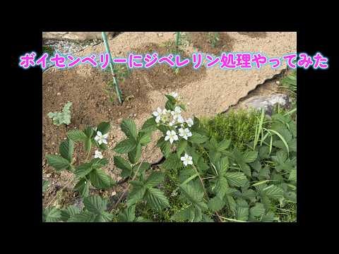 ボイセンベリー栽培