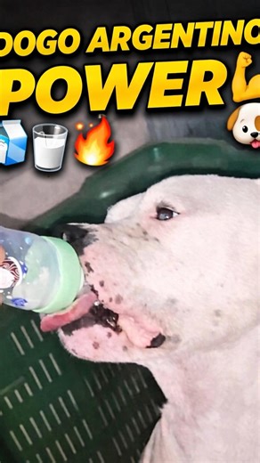 Powerful Dogo Argentino Drinking Milk 🐶🥛 | Strong Dog!