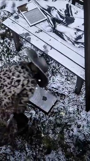 4 Secret TREASURE Location in Red Dead Redemption 2