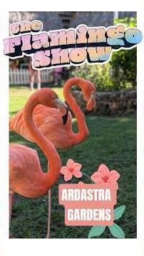 The Flamingo Show In Nassau