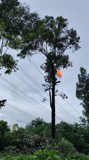 Using a laser to "shave" a tree 100 meters away #Laser #LaserObstacleRemover #PowerIndustry
