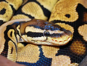 Un mystérieux python royal abandonné dans un jardin public