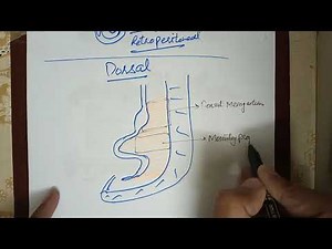 Digestive System Embryology lec.2 (Development of Mesenteries, Falciform Ligament and Omentums)