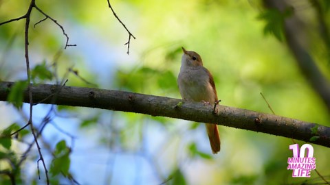 A close view of a common nightingale