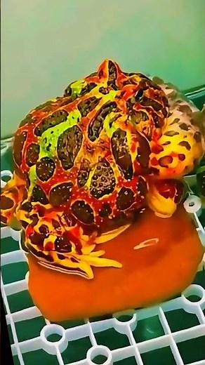 Listen to the Croaking Sound of a Pacman Frog #shorts