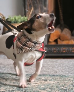 15K views · 80 reactions | Flynn isn’t just barking - he’s lunging at builders! 隣 This little Jack Russell sees every builder as a threat, with renovations underway, the chaos never stops. | Dogs Behaving Very Badly | Facebook