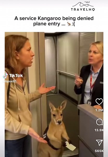 Kangaroo: The Ultimate Service Animal Experience