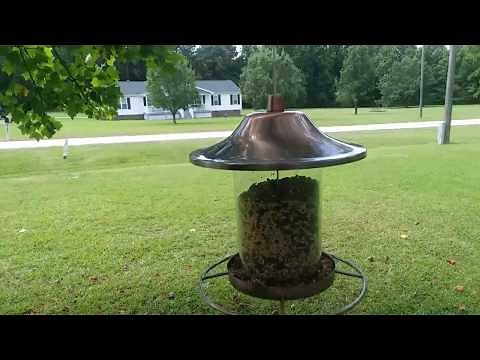 How to make a 1$ squirrel baffle