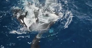 Des orques s'exercent à devenir des prédatrices redoutables en simulant des noyades dans une vidéo exceptionnelle