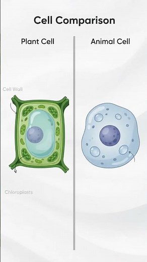 Plant Cell vs Animal Cell — Spot the Difference
