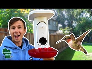 This SMART Feeder from Bird Buddy Will Change How You See Hummingbirds!