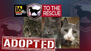 16 To The Rescue: Lovey, Miss Mustache & Lady Grey