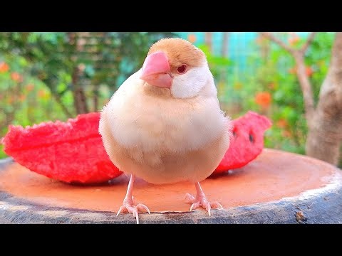 Java sparrows sing sweet song with sweet melodies. Java sparrows are so funny and enjoy today.