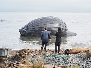 Humpback Whale Corpse Inflated Like a Balloon Found on Beach