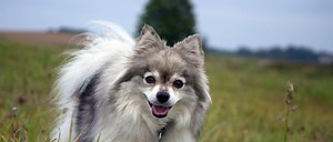 German Spitz