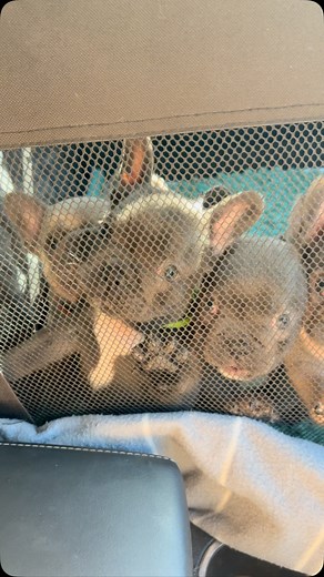 very exciting morning here @rairebullkennels 🥰 Juniper x Bert #7weeksold #onegirl #fourboys #lookingforlove #somuchlove #frenchbulldogpuppies #rairebullkennels #rairebullbred #frenchie #proud #bigday #cuddlebuddy | Rairebull Kennels