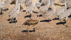 This is a video of some sandhill cranes walking and flyaway in a flooded field. Sandhill Crane Adult Immature Flock of Many Cranes Standing Walking Moving and flying.