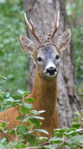 Amazing Deer Sound #shortvideo #shorts
