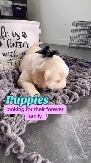 Puppies looking for their forever home!! Available in Quebec only! Write me in DM (french and english) #quebec #quebectiktok #dogsoftiktok #dogforadoption #puppieslookingfornewhomes #adoptme #adopt #montrealtiktok