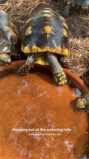 🐢Redfoot tortoises are the first species of tortoise I ever got. They are the best one in my opinion but I love them all! | Southern Reptiles