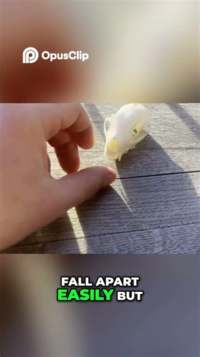 I Cleaned a Skunk Skull… Look at This 😳💀 #skullcleaning #taxidermy #outdoors #bonecleaning #outdoor