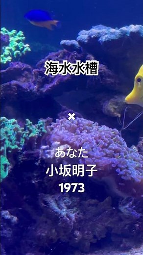 海水水槽✖ #あなた #小坂明子 / #もう一度 #丘の上のマンション #もしも私が家を建てたなら #あなたがいれば #エモい歌詞