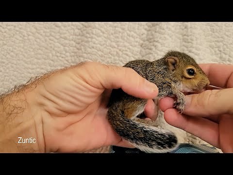 How to tell the Gender of a Baby Squirrel