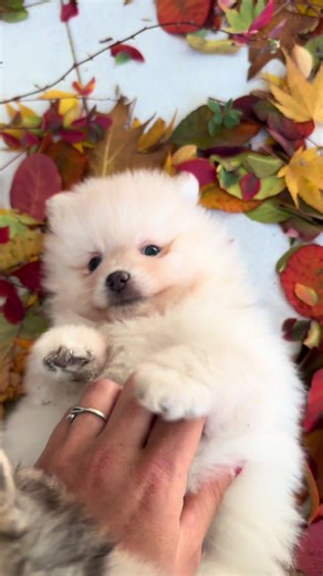 Petit cœur #spitz #adoption #elevagecanin #chiot