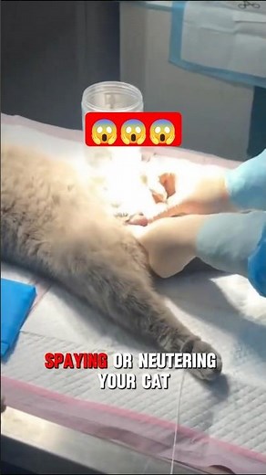 CATS HOWL LOUDLY ON THE ROOF HILARIOUS | CAT FACTS