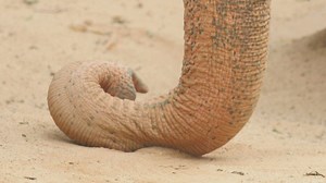 Elephant horn in the ground - Free Stock Video