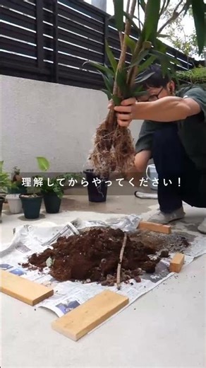 観葉植物のコバエ問題、これで解決✨