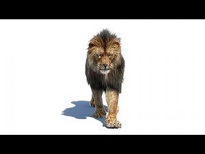 Lion 3D Animation With Hair Dynamic | PROmax3D