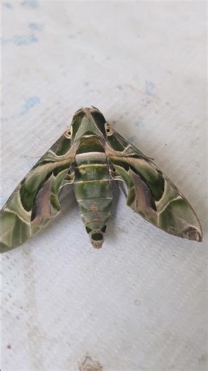 2. Camouflage in Motion | Oleander Hawk Moth Up Close