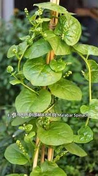 ৫টি সুপার শাকের ইংরেজি ও বৈজ্ঞানিক নাম এবং অবিশ্বাস্য পুষ্টিগুণ! 🌿 #NutriLearn #Shorts