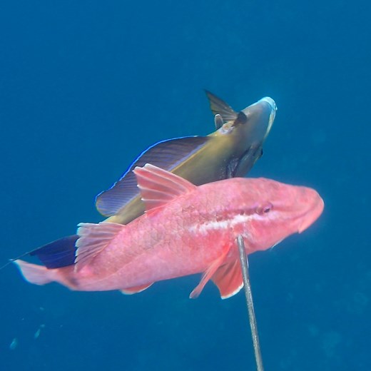 290K views · 7.2K reactions | One epic day collecting Hawaii's most delicious reef fish! | Ryan Myers Spearfishing | Facebook