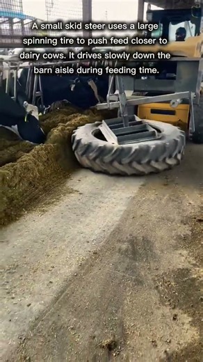 Skid Steer Loader Pushing Feed To Dairy Cows