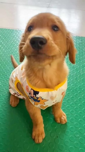 Cute Golden Retriever Adventures