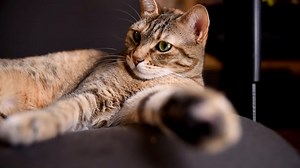 Free video - Cat, Kitten, Kitty, Pet, Cute