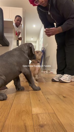 Cane Corso Training at 7 Weeks: Essential Tips