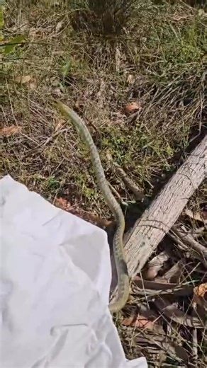 5.3K views · 153 reactions | Sssssome more great snake news  This...