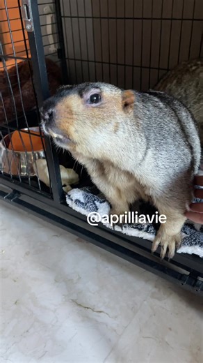 Kebanyakan Bengong: Groundhog Lucu di Indonesia