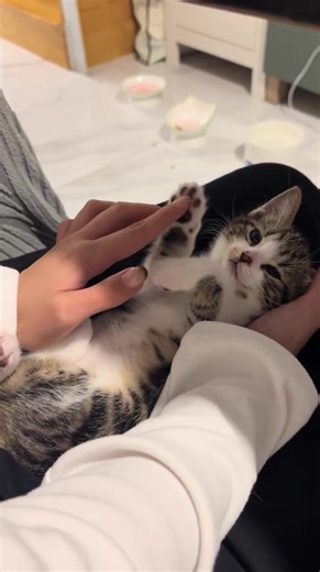 My silly little adorable one! 🥹#kitten #cute #cat #pet