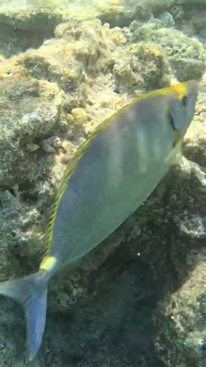 Mottled Spinefoot Mingling With other Reef Fish 🐠🌊✨