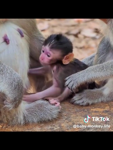 Angry Baby Monkey Denied Milk… And He LOST It 😳😱 #m#monkeym#monkeyfacem#monkeysb#babymonkeymonkeybaby