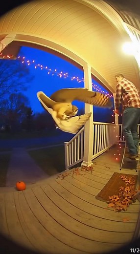 3.5K views · 32 reactions | A homeowner calmly stringing up holiday lights on his porch has no idea an owl is diving straight toward him. The bird collides with the lights in a chaotic tangle of wings and wires, sending the man stumbling backward in shock. | PorchWild Clips | Facebook
