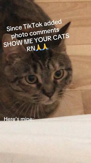 Show Me Your Cats: Share Your Feline Friends
