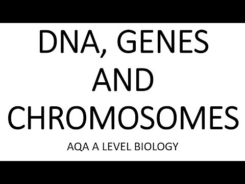 DNA, GENES + CHROMOSOMES - AQA A LEVEL BIOLOGY + EXAM QUESTION RUN THROUGH